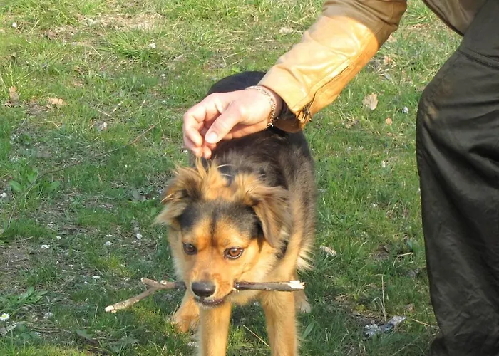 Viscount Hotel Riccione