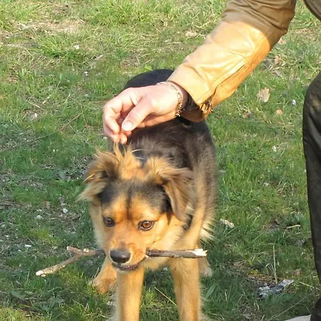 Viscount Отель Риччоне